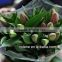 World Known Fresh Cut Lilium From KUNMING