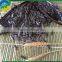 sunflower seeds 3638