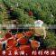 Chinese wolfberry goji berry