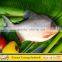 Wholesale Price for Red Pomfret Red Pacu