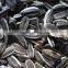 sunflower seeds 5009