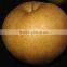Hot sale fengshui pear/xingao pear/Ya pear