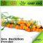 bnp professional supplier Sea Buckthorn Extract price