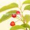 Cherry seedling