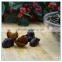 Dried China Black Fungus Mushroom for Sale