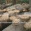 OAKMUSHROOM MYCELIUM