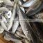 Frozen horse mackerel seafood price seafood company in China