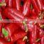 different types of seeds red hot chili pepper seeds vegetable price
