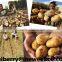 Neweek agricultural tractor 4 rows sower white potato planter for sale