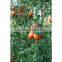 Tomato Supporting Net/Plant Support Net/Vegetable climbing Net/Cucumber climbing Net/ Bean netting/Flower net