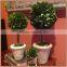decorative single prserved boxwood ball tree