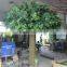 4M artificial ficus tree with PE leaves