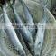 best mackerel and fish spanish
