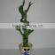 Lucky bamboo Dracaena Sanderiana wholesale mini plant