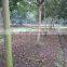 Lagerstroemia Indica D7cm Trunk Height 1.8m