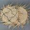 Home deco natural round coun husk handwoven kitchen placemats