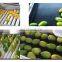 High Quality Full Automatic Avocado Grading Machine/Fruit Weight Grading Sorting Machine/Weight Sorting Production Line