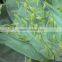 High-grade balcony bedroom window curtain blinds