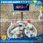 frozen giant squid neck price for sale