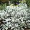 Top quality Senecio cineraria and other fresh cut flowers with the high quality