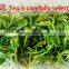 green tea bagged