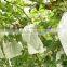 Grape Grow Brown Paper Bag
