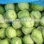 2015 new crop delicious frozen IQF kiwi ball