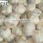 CHINA PURE WHITE FRESH GARLIC