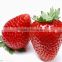 Freeze-dried Strawberry Fruit Powder/Strawberry instant powder fro food and beverage