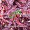 2016 New Dried Red Sweet Whole Paprika