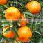 food grade orange juice concentrate powder