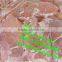 home quick freezer/individual quick freezer/meat quick freezing freezer