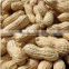 peanuts in shell and peanuts kernel of shandong