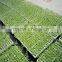 soilless culture substrates seeding planting sponge for herbs growing