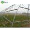 Hot Sale Single-Span Film Greenhouse Indoor