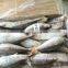 20 - 30 pcs / 10 kg High quality Red tail horse mackerel