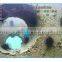 Fishing farm inspection used underwater telescopic pole camera