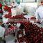 arabic date honey production line / jujube syrup processing line / date syrup making equipment