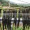 Dried Laminaria, Kelp seaweed,Machine Dried Seaweed