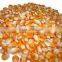 MAIZE CORN