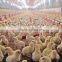Full Set High Quality Automatic Poultry Farm Equipment for Broiler Poultry Farm House
