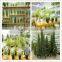 Office decoration artificial topiary trees, garden topiary tree