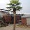 Artificial Outdoor Coconut Palm Tree for Landscaping Decor