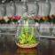 Indoor Flowering Cactus Succulent Glass Terrarium Vase Bonsai for Sale