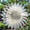 Wind Spinner--sunsplash