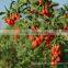 Organic Food, Goji Berries , Gojiberry for Cake or Juice,grade B