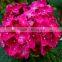 hydrangea