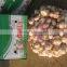 Common Cultivation Type and Fresh Style dry garlic