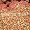 class A egyptian onions