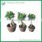 Ficus Ginseng Bonsai Trees